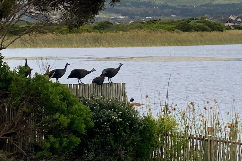 To Let 3 Bedroom Property for Rent in Lake Michelle Western Cape